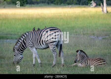 Mutter Zebra mit Fohlen. Aufnahme im Okavango Delta, Botswana. Stockfoto