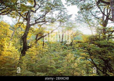 Canterbury Neuseeland, Sunset Beech Forest. NZ Forest Trees Landscape, Neuseeland Stockfoto