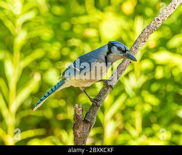 Ein schöner blauer jay, der auf einem Baumrand thront. Stockfoto