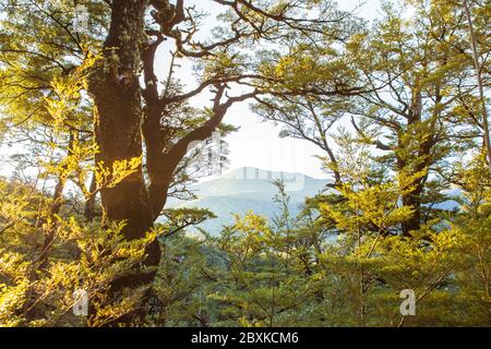 Canterbury Neuseeland, Sunset Beech Forest. NZ Forest Trees Landscape, Neuseeland Stockfoto