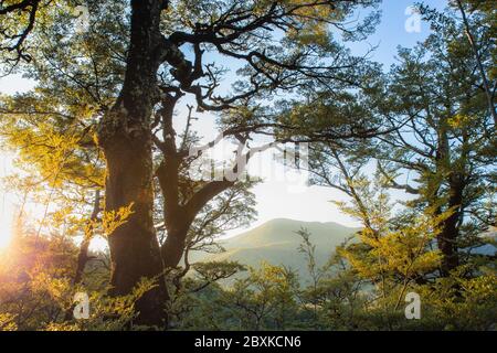 Canterbury Neuseeland, Sunset Beech Forest. NZ Forest Trees Landscape, Neuseeland Stockfoto