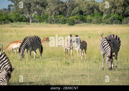 Gemischte Herde von Zebra und Impala grasen auf Gras mit zwei jungen Zebra Fohlen stehen in der Mitte. Aufnahme aus dem Okavango Delta, Botswana. Stockfoto