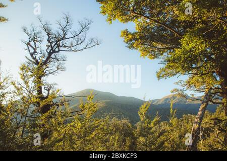 Canterbury Neuseeland, Sunset Beech Forest. NZ Forest Trees Landscape, Neuseeland Stockfoto