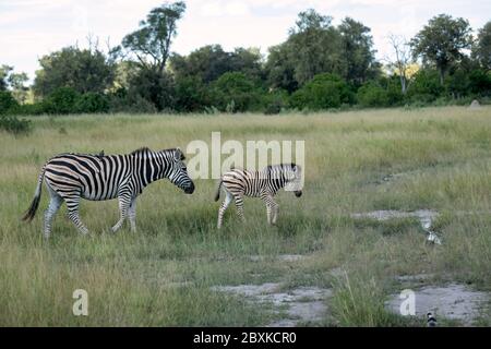 Mutter Zebra mit einem Ochsenspecht auf dem Rücken, der mit einem jungen Fohlen durch die hohen Gräser geht. Aufnahme im Okavango Delta, Botswana. Stockfoto