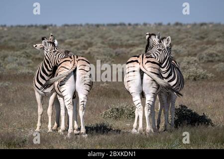 Vier Zebras, zwei mit dem Kopf auf den Rücken der beiden anderen Zebras. Fast perfekte Symmetrie, scheinen sie sich zu spiegeln. Stockfoto
