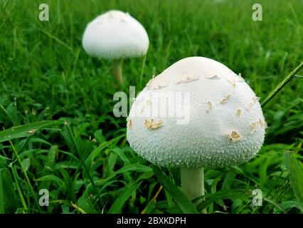 Weiße Pilze, die nach dem Regen um grünes Gras gewachsen sind Stockfoto