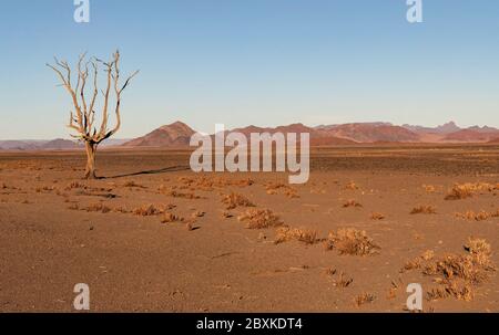 Die untergehende Sonne wirft lange Schatten und goldenes Licht auf einen wunderschönen toten Baum, der im Namib-Naukluft Park, Namibia, gefunden wurde. Stockfoto