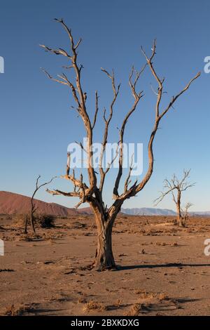 Die untergehende Sonne wirft lange Schatten und goldenes Licht auf wunderschöne tote Bäume, die im Namib-Naukluft Park, Namibia, gefunden wurden. Stockfoto