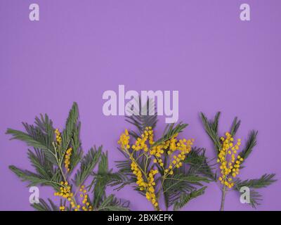 Akaziensilber auf violettem Hintergrund. Akazie dealbata. Mimosa. Stockfoto