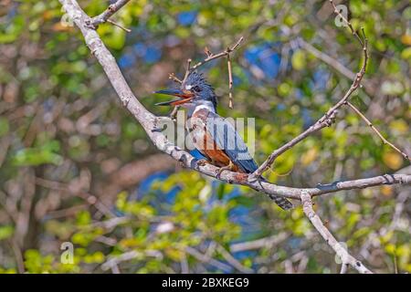 Ringelfischer im Pantanal im Pantanal Nationalpark in Brasilien Stockfoto