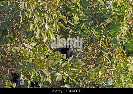 Brüllaffe heulend von den Bäumen im Pantanal in Brasilien Stockfoto