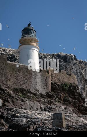 Bass Rock Leuchtturm mit Tölpeln fliegen und auf den Klippen um ihn herum thront. Bild aufgenommen auf Bass Rock, Großbritannien. Stockfoto