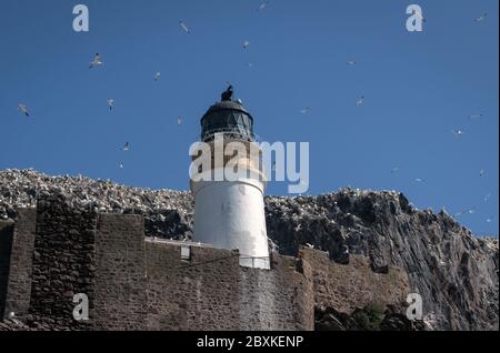 Bass Rock Leuchtturm mit Tölpeln fliegen und auf den Klippen um ihn herum thront. Bild aufgenommen auf Bass Rock, Großbritannien. Stockfoto