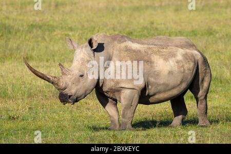 Ein massives weißes Nashorn mit langem Horn Ganzkörper Seitenansicht mit grünem Gras im Hintergrund in der Nähe des Lake Nakuru Kenia Stockfoto