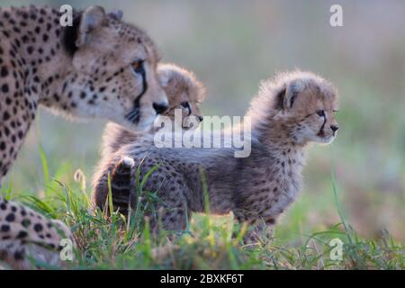 Gepardenweibchen mit zwei kleinen Geparden, die alle die gleiche Richtung nach rechts schauen, stehen im grünen Gras im weichen Nachmittagslicht Kruger Park so Stockfoto