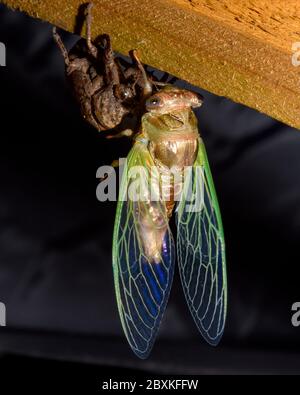 westliche Dämmerung singende Cicada -- Megatibicen resh Stockfoto