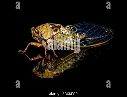 Westliche Dämmerung singende Cicada -- Megatibicen resh Stockfoto