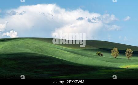 Wolken erzeugen Schatten auf den sanften Hügeln des Ackerlandes in der Palouse-Region des Staates Washington, während die Sonne drei Bäume auf dem Feld hervorhebt Stockfoto