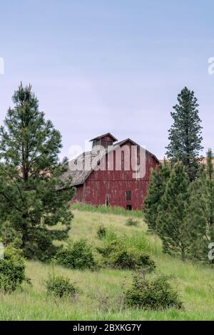 Alte rote Scheune auf einem Hügel, umgeben von Pinien. Bild aufgenommen im Palouse, Washington Stockfoto