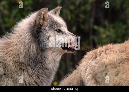 Knarrender grauer Wolf mit Blut an der Schnauze warnt andere Mitglieder des Rudel, bis er fertig ist zu essen, um auf einem gefallenen Hirsch einzuziehen Stockfoto