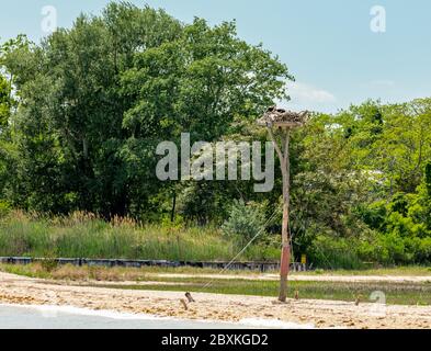 Zwei Fischadler in einem großen Nest aus Stöcken auf einem Pfosten in Shelter Island, NY Stockfoto