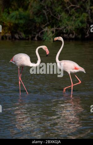 Zwei Flamingos, die in einem Teich stehen und die Kurve bis zum Hals zeigen. Aufnahme im Parc Ornithologique du Pont de Gau in Camargue, Frankreich. Stockfoto