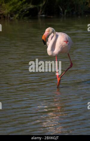 Flamingo steht in einem Teich, der die Kurve bis zum Hals zeigt. Aufnahme im Parc Ornithologique du Pont de Gau in Camargue, Frankreich. Stockfoto