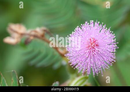 mimosa blüht am Morgen Stockfoto