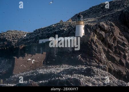 Tausende von Tölpeln sitzen auf den Felsen und fliegen um Bass Rock Lighthouse, Bass Rock, Schottland, Großbritannien Stockfoto