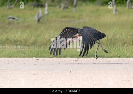 Marabu vom eine unbefestigte Piste im Okavango Delta, Botswana Stockfoto