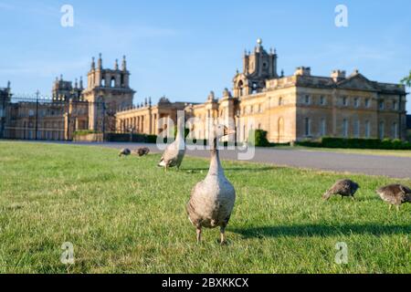 Anser anser. Graugänse vor dem Blenheim Palace im frühmorgendlichen Frühlingslicht. Woodstock, Oxfordshire, England Stockfoto