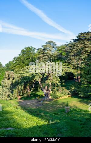 Harry Potter Baum. Zeder des Libanon Baum in Blenheim Palace, Woodstock, Oxfordshire, England Stockfoto