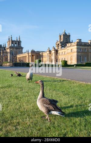 Anser anser. Graugänse vor dem Blenheim Palace im frühmorgendlichen Frühlingslicht. Woodstock, Oxfordshire, England Stockfoto