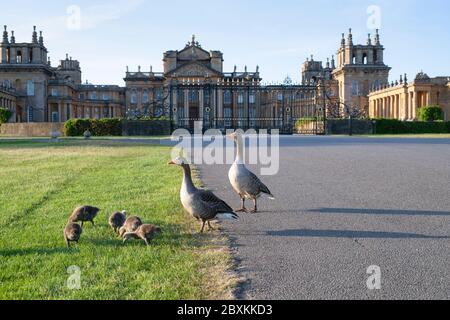 Anser anser. Graugänse vor dem Blenheim Palace im frühmorgendlichen Frühlingslicht. Woodstock, Oxfordshire, England Stockfoto