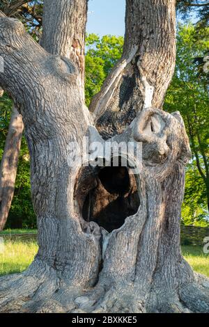 Harry Potter Baum. Zeder des Libanon Baum in Blenheim Palace, Woodstock, Oxfordshire, England Stockfoto