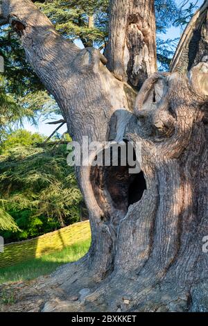 Harry Potter Baum. Zeder des Libanon Baum in Blenheim Palace, Woodstock, Oxfordshire, England Stockfoto