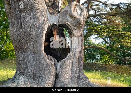 Harry Potter Baum. Zeder des Libanon Baum in Blenheim Palace, Woodstock, Oxfordshire, England Stockfoto