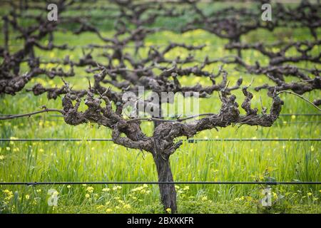 Eine stark beschnitzte Rebsorte im Barossa Valley, Südaustralien, Heimat der ältesten, kontinuierlich produzierenden Rebstöcke der Welt Stockfoto