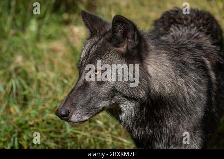 Holzwolf (auch als Grauer Wolf oder Grauer Wolf bekannt) mit schwarzen und silbernen Markierungen und goldenen Augen Stockfoto