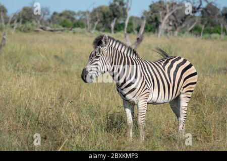 Ein Zebra steht in den hohen Gräsern der Savanne des Okavango-Deltas in Botswana Stockfoto