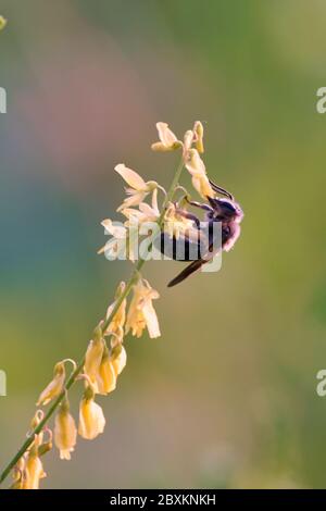 Biene sammelt Nektar von gelben Wildblumen Stockfoto