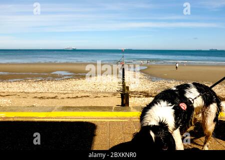 Wanderhund an der Strandpromenade Umkleidungswand an der Leine mit Blick auf Breiter Sandstrand bei Ebbe Holzmeer Groyne Hunde Augen in den Rahmen schauen Stockfoto