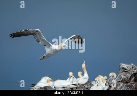 Gannett fliegen über eine Kolonie am Bass Rock im Vereinigten Königreich Stockfoto