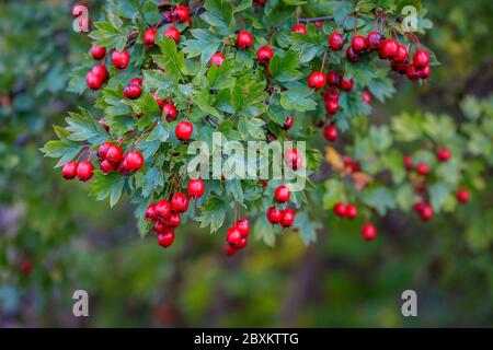 Zweig der roten Weißdornbeeren auf einem Baum mit dem Hintergrund von grünen und gelben Baumblättern, in einem öffentlichen Park in Stockholm Schweden Stockfoto