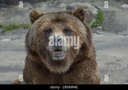 Nahaufnahme eines Grizzlybären (auch als Braunbär bekannt) mit offenem Mund und Zähnen Stockfoto