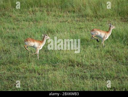 Luftaufnahme eines Impalas, das durch das Wasser auf der Savanne des Okavango-Deltas in Botswana läuft Stockfoto