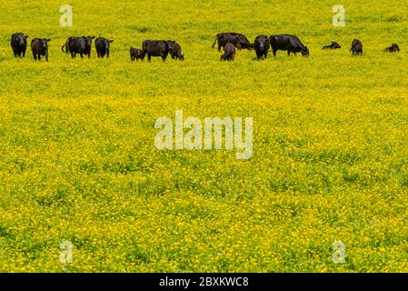 Schwarze Kühe grasen in einem Feld von gelben Blumen in Nordost-Georgien. (USA) Stockfoto