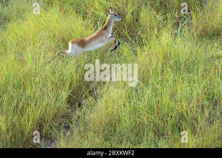 Luftaufnahme eines Impalas, das durch das Wasser auf der Savanne des Okavango-Deltas in Botswana läuft Stockfoto