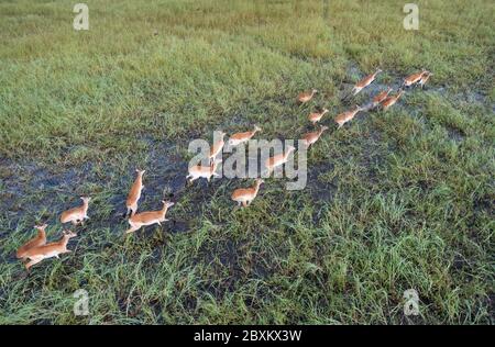 Luftaufnahme eines Impalas, das durch das Wasser auf der Savanne des Okavango-Deltas in Botswana läuft Stockfoto