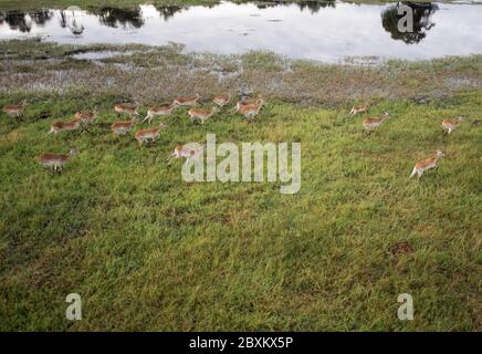 Luftaufnahme eines Impalas, das durch das Wasser auf der Savanne des Okavango-Deltas in Botswana läuft Stockfoto